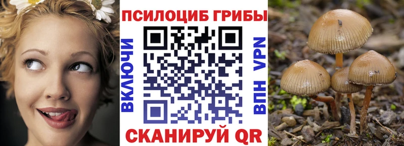 Галлюциногенные грибы Psilocybe  mega   Новая Ладога 